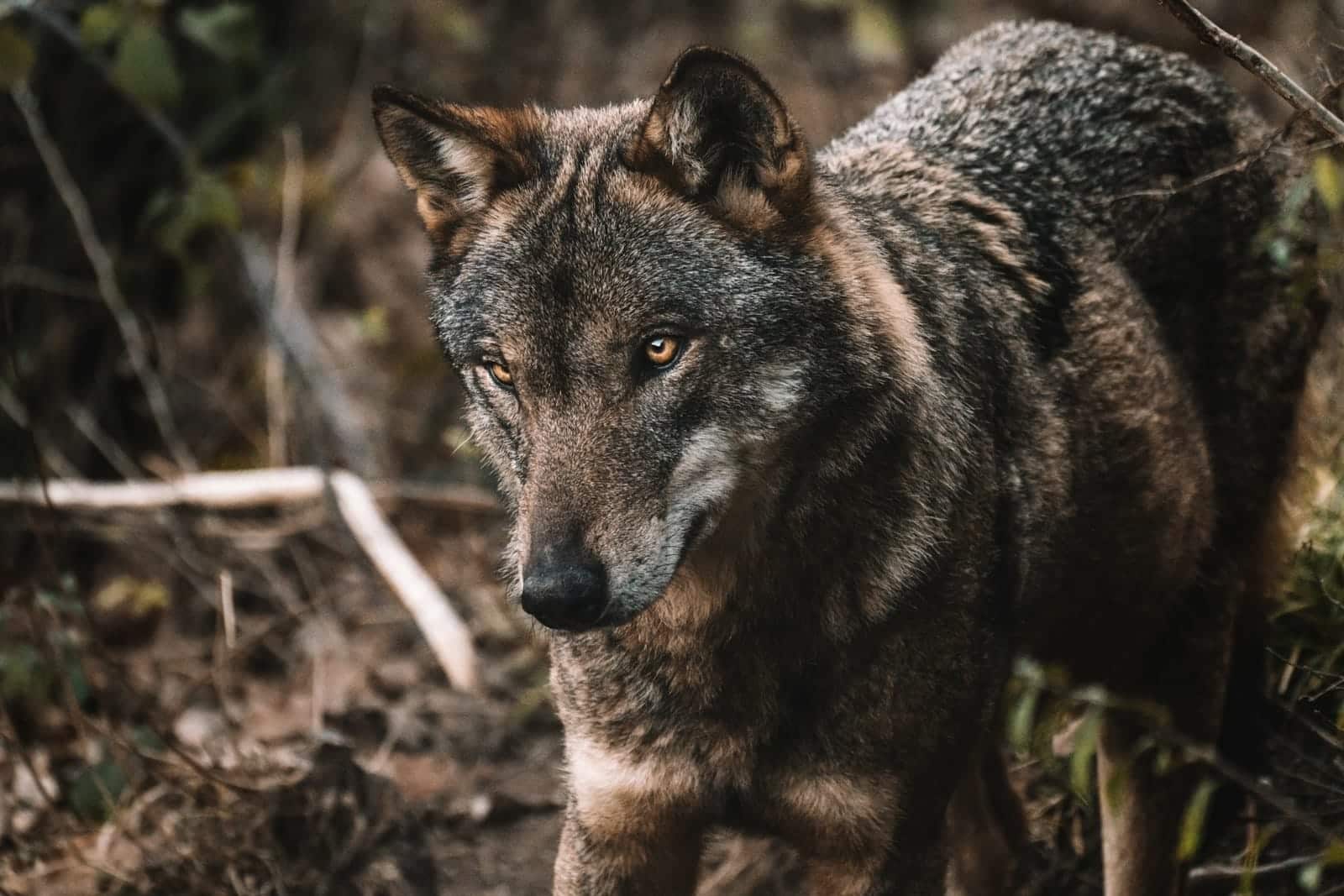 perro lobo italiano